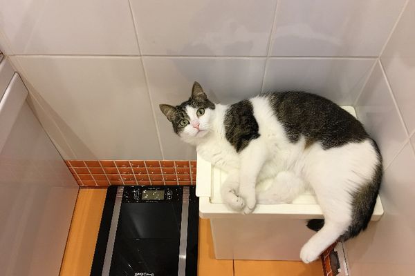 A cat lounging on a white box in a bathroom, looking up at the camera